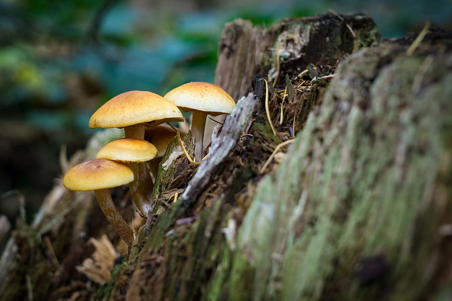 coklat, jamur, selektif, foto fokus, foto], musim gugur, merapatkan, jamur hutan, alam, fotografi alam