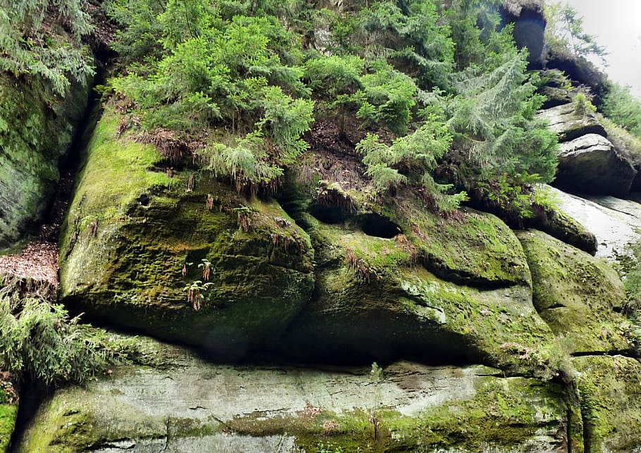 2匹の猿, 砂岩, 岩, ボヘミアンスイス, チェコ共和国, 風景, 奇妙なフェルゼンヴェルト, 植物, 緑の色, 成長