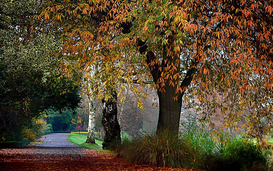 Hagley Park, Christchurch, Nueva Zelanda, carretera vacía, árbol, planta, otoño, crecimiento, cambio, belleza en la naturaleza