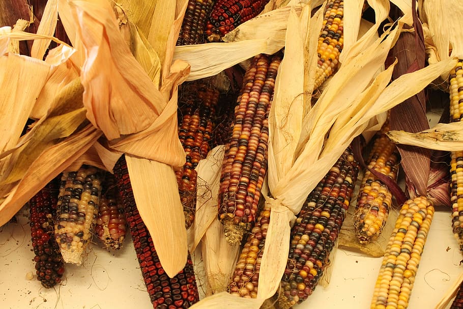 Indian Corn, Fall, autumn, corn, indian, harvest, maize, season, colorful, food