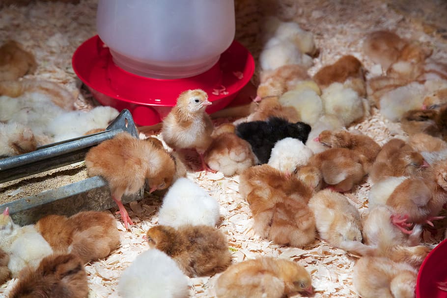 chick, chicken, baby, chicks, poultry, chickens, animal, farm, cute, bird