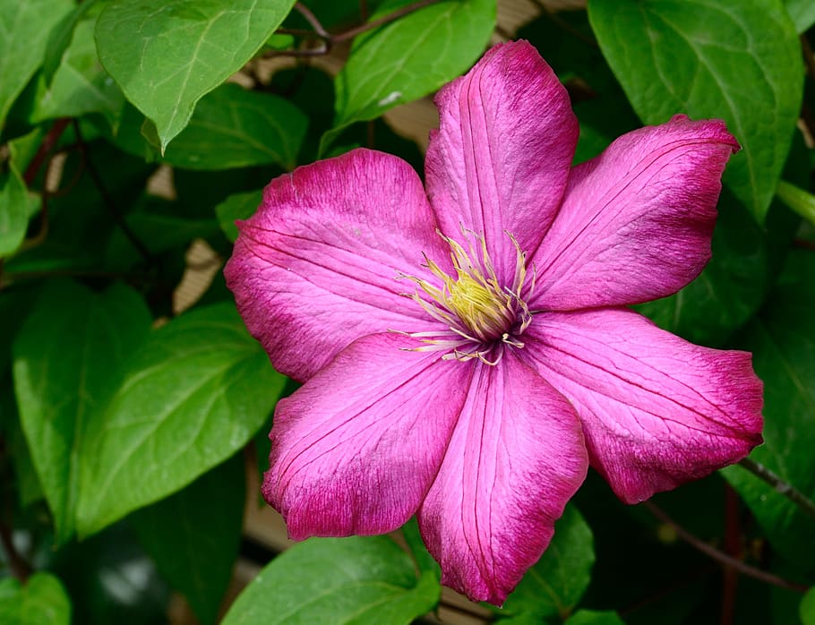flor rosada de la clemátide, clemátide, flor, violeta, escalador, pétalos, planta floreciendo, belleza en la naturaleza, frescura, pétalo