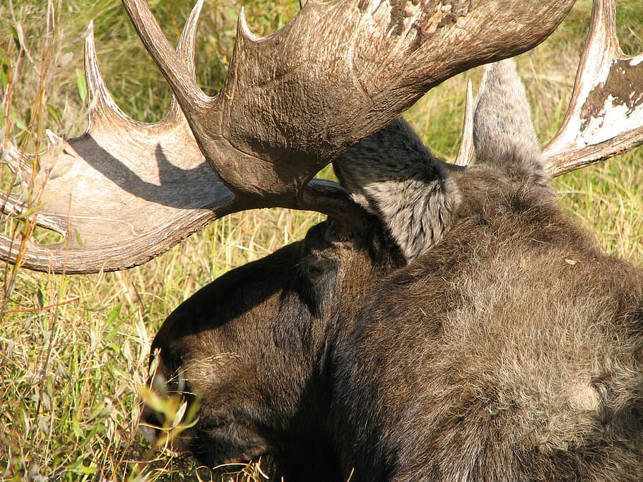 Moose, Wild, Animal, Nature, Mammal, wild, animal, wildlife, bison, animals in the wild, one animal