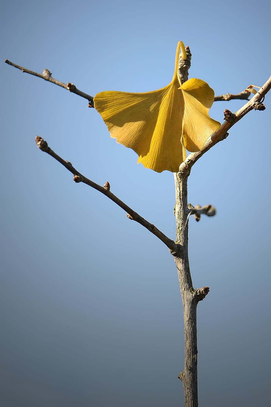 welkes sheet, autumn, yellow sheet, withered, dried leaves, ginkgo leaf, ginkgo, ginko, plant, sky