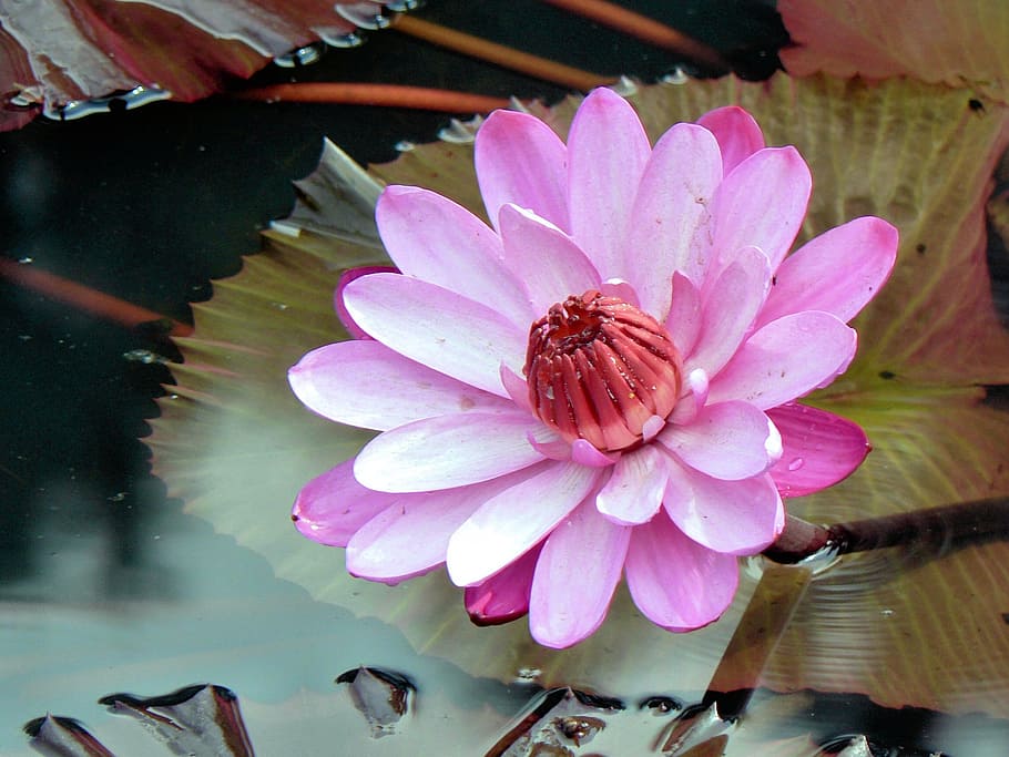 lotus, serenity, booed, pond, flower, flowering plant, pink color, freshness, plant, beauty in nature