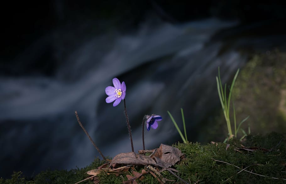 purple petaled flowers, flower, river, blue, blåveis, light, the nature of the, close, forest, water