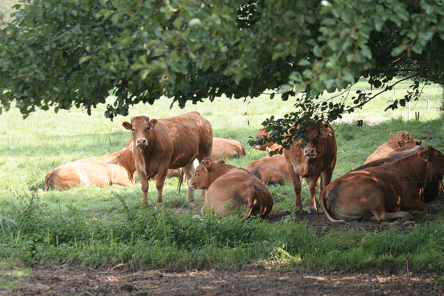 limousin, cows, cattle, field, group of animals, mammal, animal themes, animal, domestic animals, domestic
