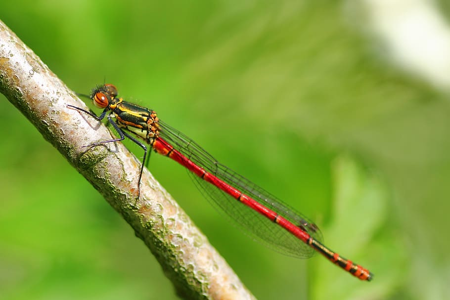 ninfa pyrrhosama, libélula, libélula adonis, libélula adonis precoce, libélula delgada, libélula pequena, fechar-se, inseto de vôo, natureza, vermelho