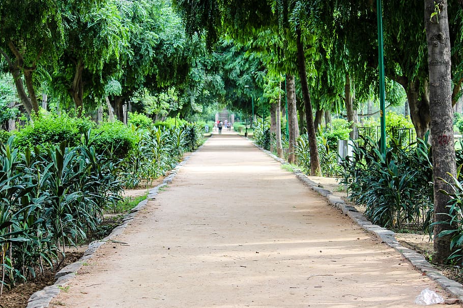 path, greenery, park, footpath, garden, green, plant, tree, direction, the way forward