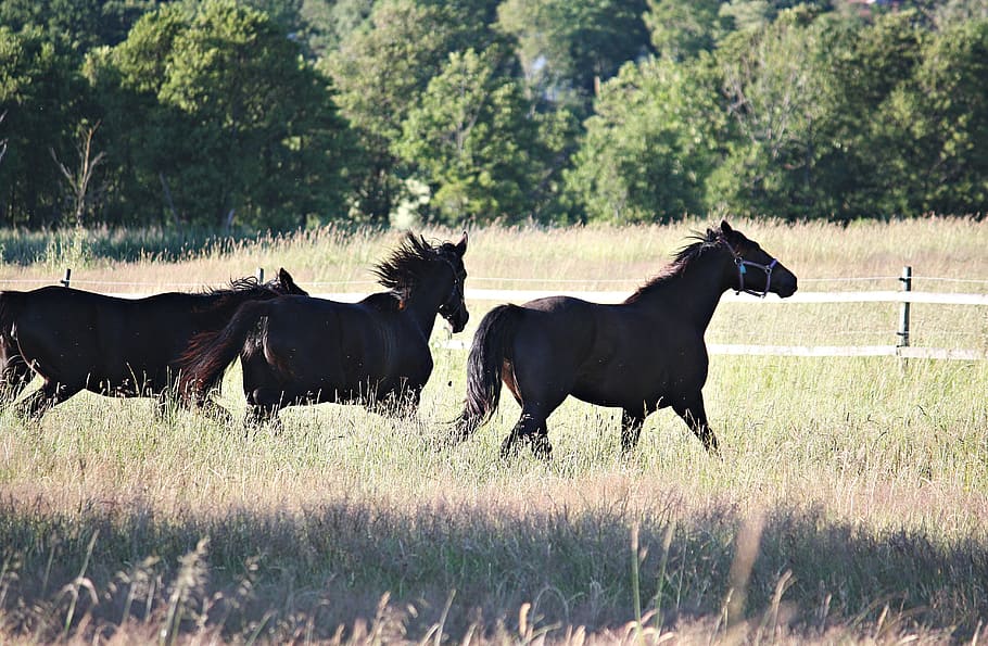 Horses, Hage, Bed, summer, swedish summer, horse, side view, grass, livestock, outdoors