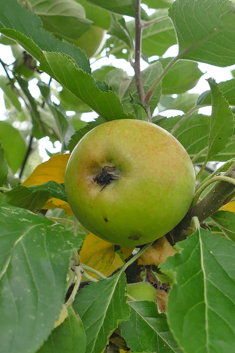 apple, tree, fruit, green, branch, close up, healthy, green apple, harvest, nature