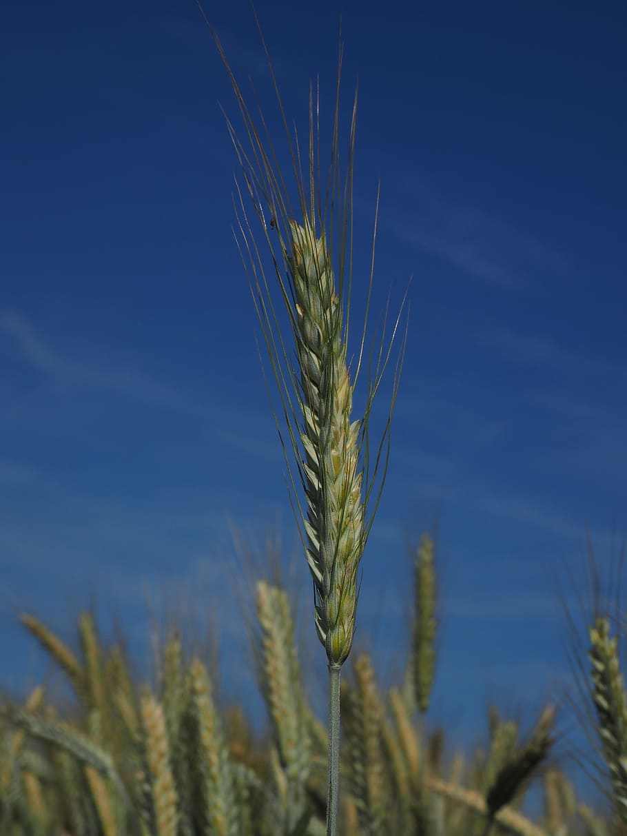 Barley, Field, Cereals, barley field, agriculture, grain, ear, nourishing barley, spike, cereal