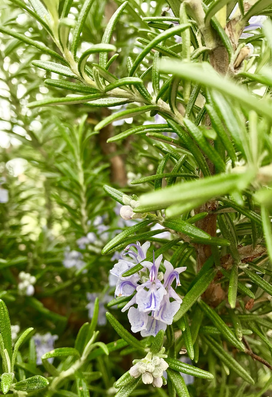 rosemary, herb, cooking, garden, flora, nature, leaf, flower, plant, green