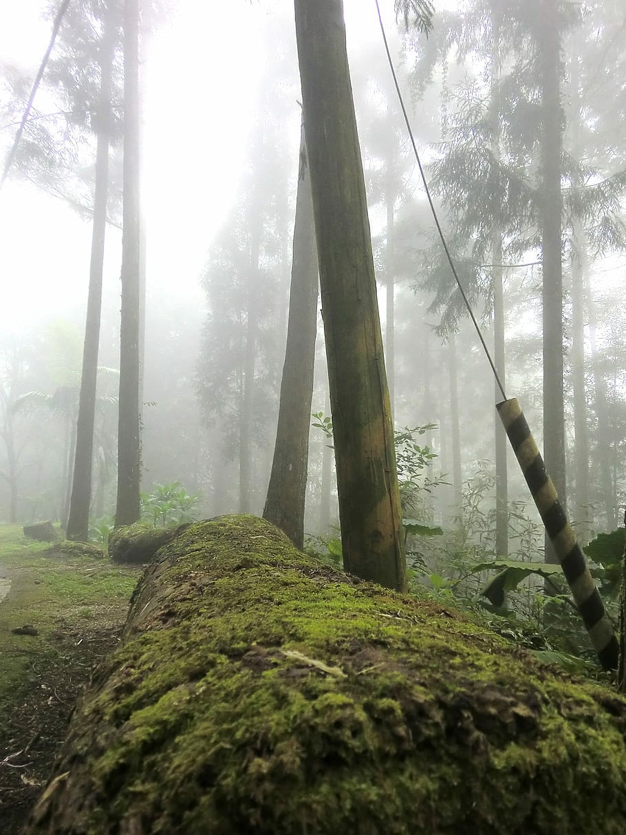 草原 背景 きれい 秋 美しい 緑 花 風景 森 木の幹 Pxfuel