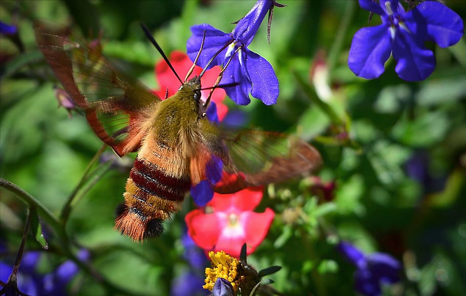 brown, moth, pollinating, purple, petaled flower, Sphinx Moth, Hummingbird, Flowers, sphinx hummingbird, colors