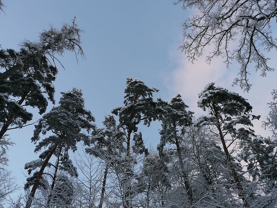 Trees, Forest, Top, Snowy, Winter, sky, wintry, snow, icy, cold