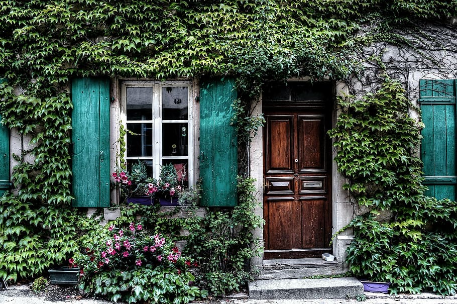 untitled, ivy, facade, house, belgium, door, windows, shutters, building exterior, green color