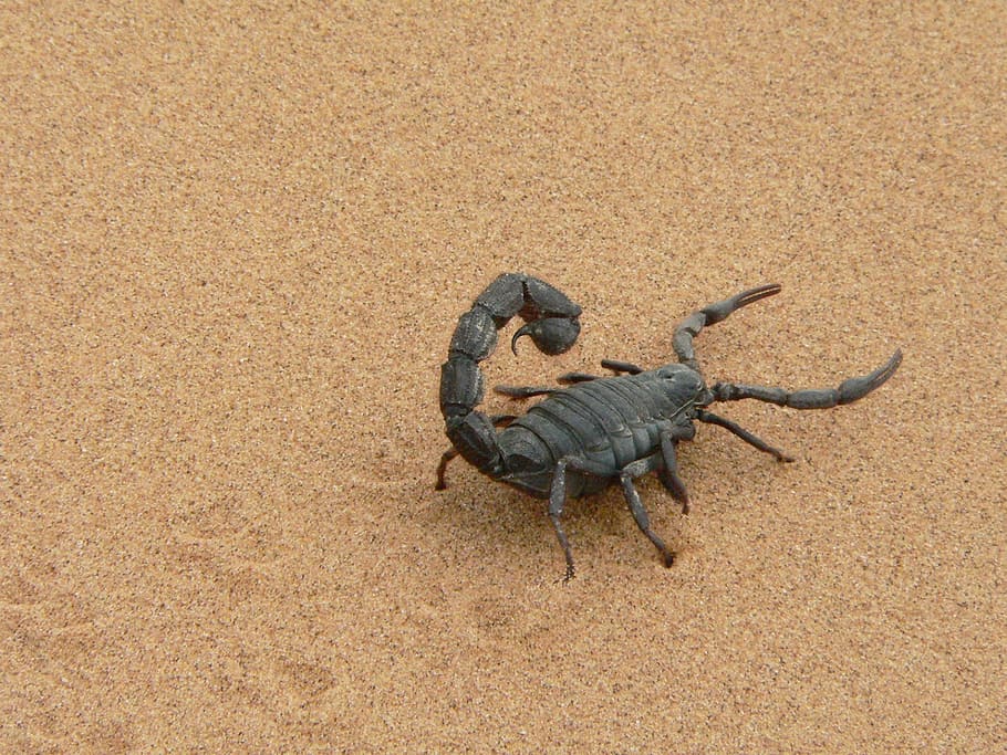 black, scorpion, brown, sand, giant scorpion, namibia, dry, sting, animal, claw