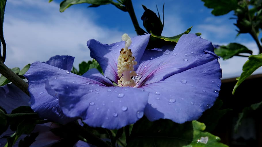 hibisco, pássaro azul, marshmallow de jardim, hibiscus syriacus, azul, flor, violeta, fechar-se, arbusto ornamental, crescimento