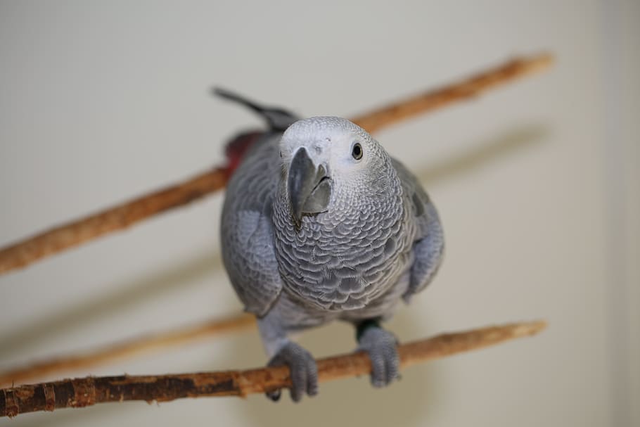 parrot, african grey parrot, exotic, look, feather, tropical, pet, portrait, animal, view