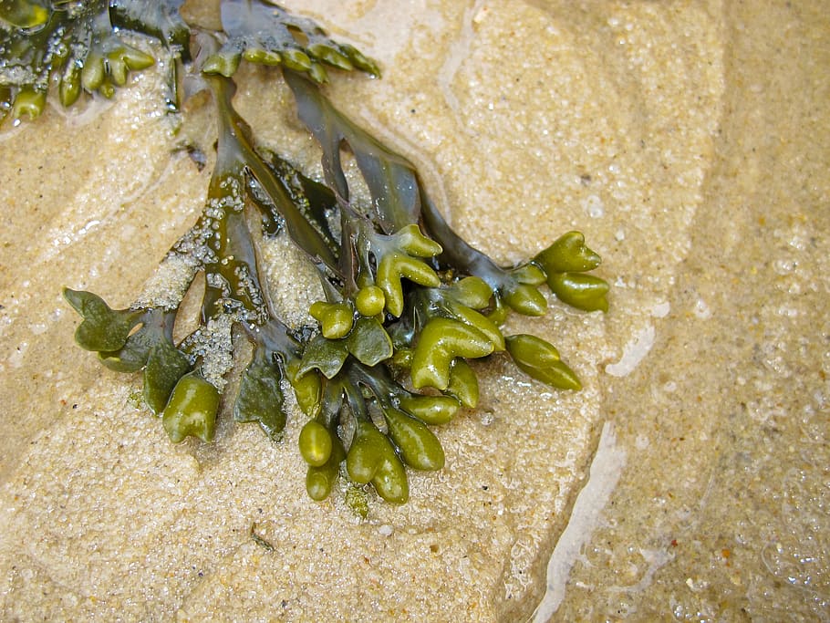 seaweed, sea, beach, sand, north sea, nature, close-up, green color, plant, high angle view