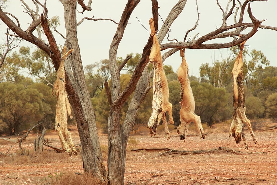 dingo, dingo Australia, pedalaman, Australia, liar, anjing, hewan, karnivor, predator, margasatwa