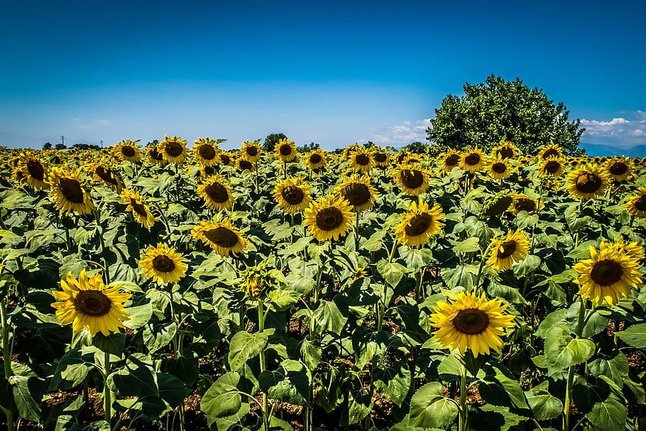 sunflower, campaign, tree, sunflowers, outdoors, landscape, natural, rural, outdoor, field