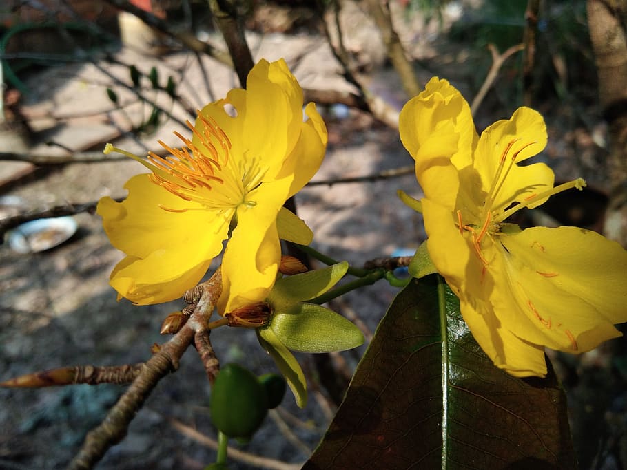 flor de albaricoque amarillo, en la provincia de kien giang, flor, planta floreciendo, amarillo, planta, fragilidad, vulnerabilidad, belleza en la naturaleza, frescura