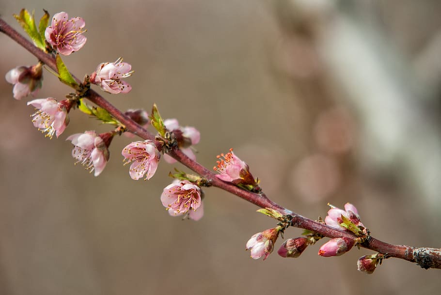 flor, cereza, rama, naturaleza, árbol, floración, durazno, árbol frutal,  árbol floreciente, planta floreciendo | Pxfuel