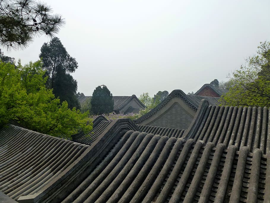 China, Roof, Beijing, the roof of the, tree, outdoors, day, rural scene, architecture, sky
