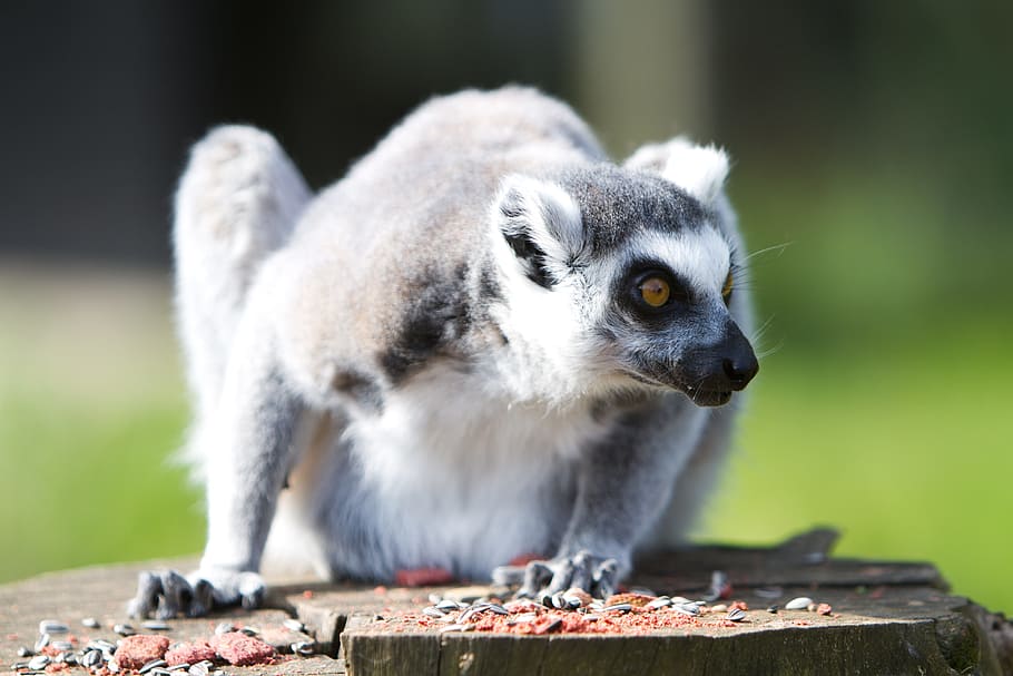 lemur, animal, zoo, mammal, ring-tailed, one animal, animal wildlife, food and drink, eating, animals in the wild
