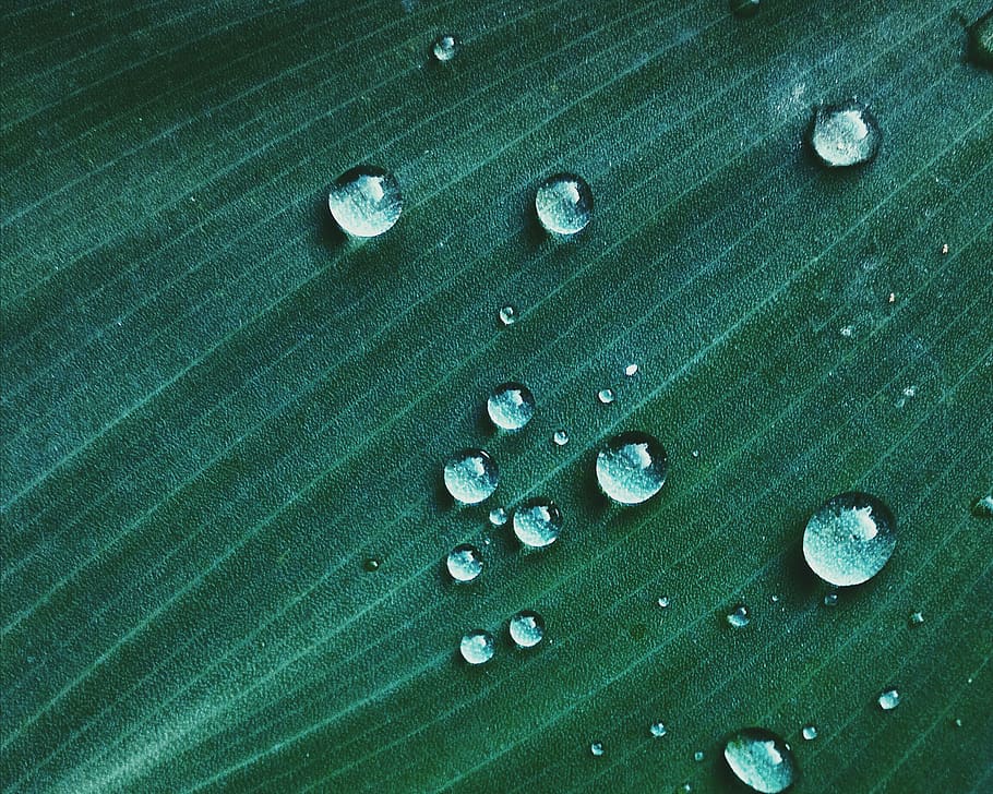 rain, drops, leaf, raindrop, leaves, green, wet, water, bubble, clear