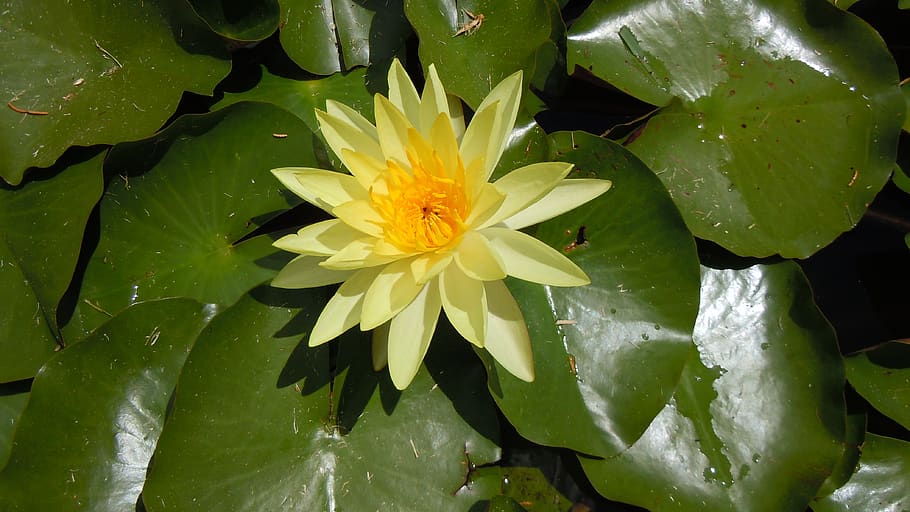 water lily, yellow flower, nature, bermuda, flower, flowering plant, beauty in nature, plant, leaf, water