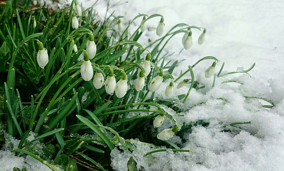 white, green, flowers, snowfield, early spring, snow, snowdrops, buried, wet snow, plant