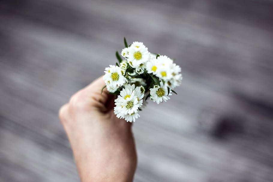 person, holding, white, petaled flowers, bloom, selective, focus photo, flower, flowers, nature