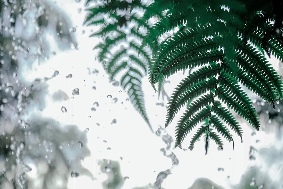 nature, ferns, leaves, window, glass, rain, water, droplets, plant, snow