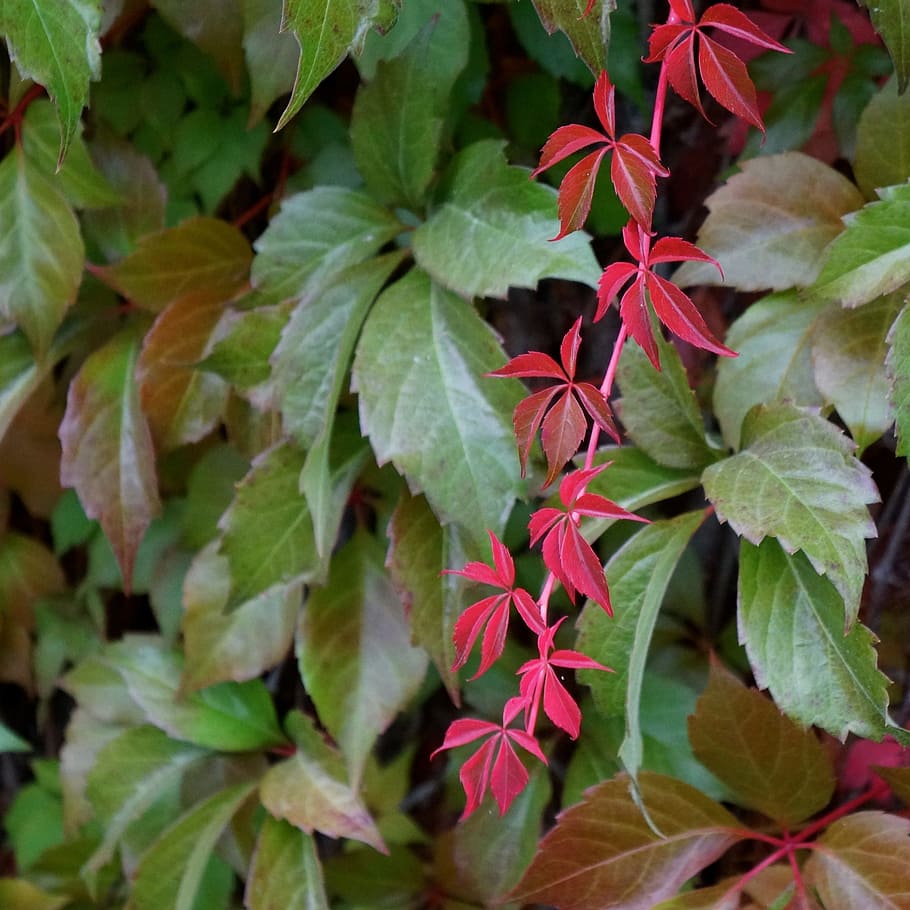 solitario, hermoso, rojo, vid, otoño, parte de la planta, hoja, crecimiento, color verde, planta