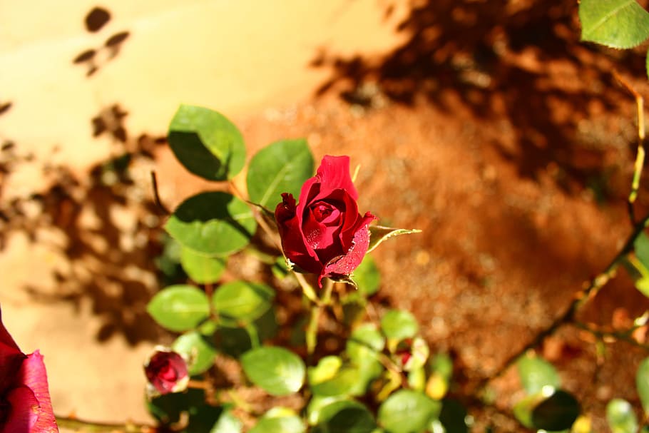 Red, Rose, Stone, Garden, Summer, red, rose, above stone, garden, park, nature, leaf