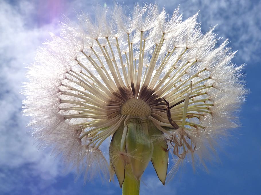 Dandelion, Seeds, Wind, dandelion, seeds, angelitos, plant geometry, plant architecture, fly, sky, flower