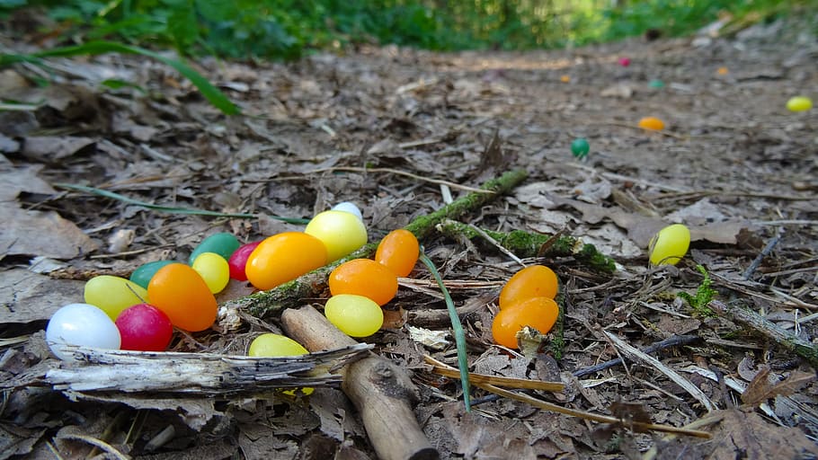 easter, easter eggs, forest, forest floor, forest path, egg, children, search, leaves, food