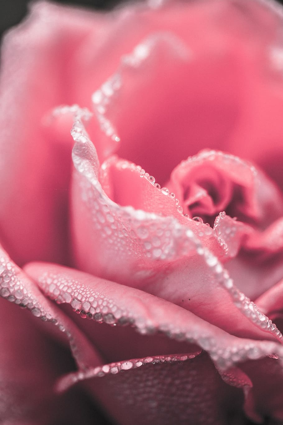 dangkal, fotografi fokus, pink, mawar, merapatkan, bunga, merah, cinta, roman, alam