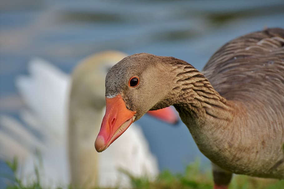 selective, focus, duck, goose, poultry, bird, bill, domestic goose, plumage, goose beak