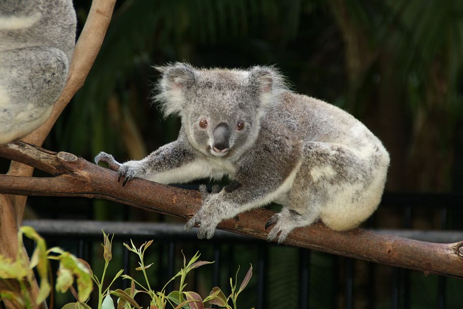 Australia, Koala, Kebun Binatang, Binatang, satu hewan, satwa liar, hewan di alam bebas, tema binatang, binatang di alam bebas, mamalia
