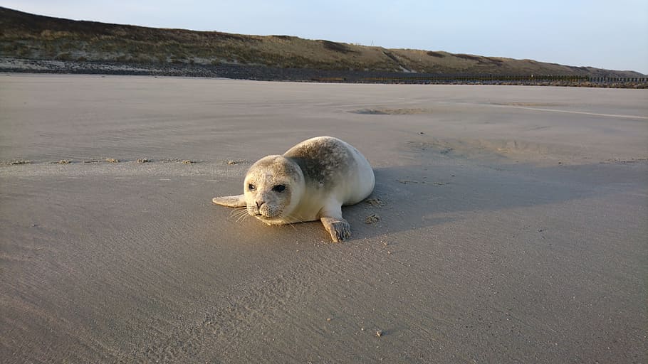 white, sea lion, crawling, shore, Wangerooge, Robbe, Strand, Sonnenschein, sonnenaufgang, one animal