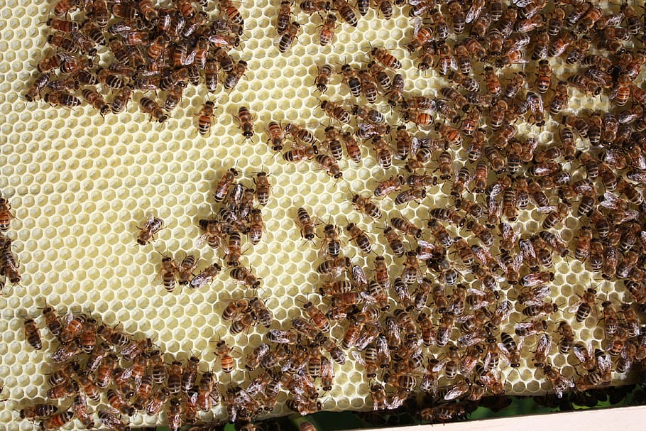lebah, perlebahan, madu, serangga, sarang lebah, lilin lebah, segi enam, alam, kuning, invertebrata
