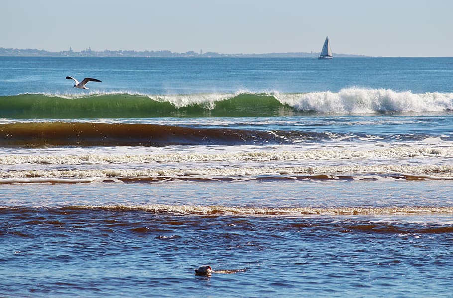 wave, beach, sailing boat, south africa, horizon, seagull, surf, sea, water, nature