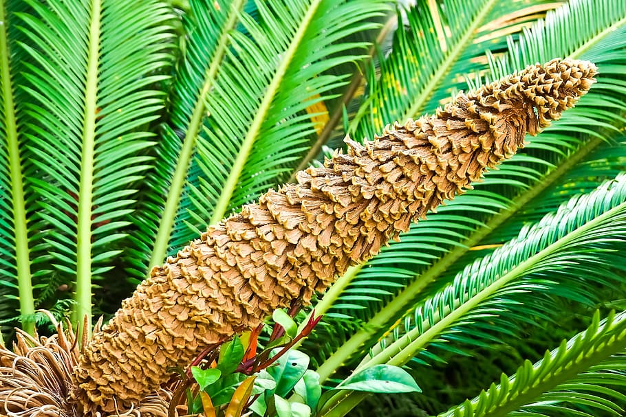 palm fern, fern, seeds was, flora, botanical garden, yellow green, macro, plant, botany, close