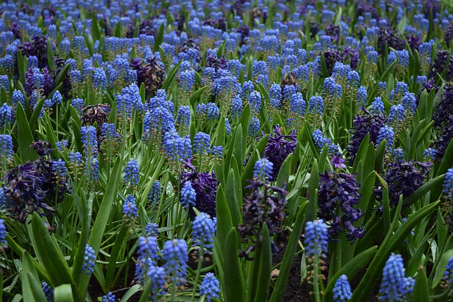 青い花 花畑 青 紫 開花植物 花 植物 自然の美しさ 鮮度 成長 Pxfuel