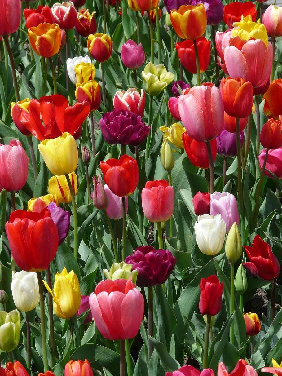 チューリップ, tulpenbluete, 花, チューリップ畑, カラフル, 色, 春, 観葉植物, 庭, 公園