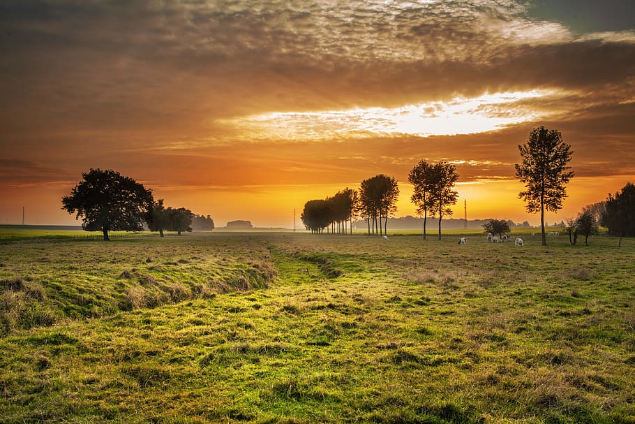 green grass field, countryside, twilight, sunset, dusk, dawn, landscape, rural, calm, quiet
